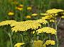 Achillea Helios_1